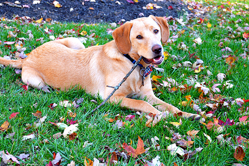 dog in grass and leaves