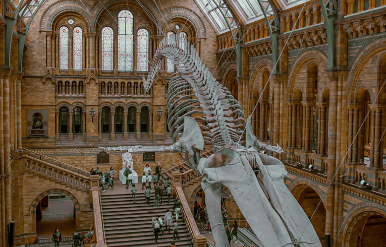 large animal skeleton at science museum