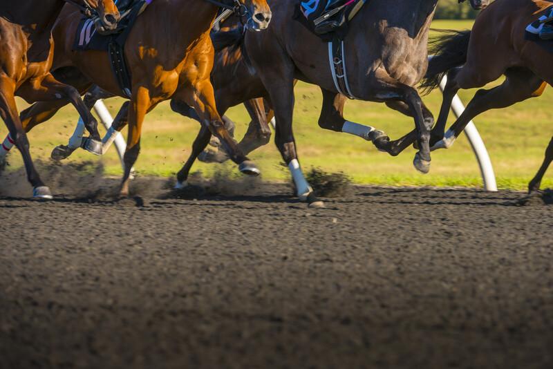 horse race