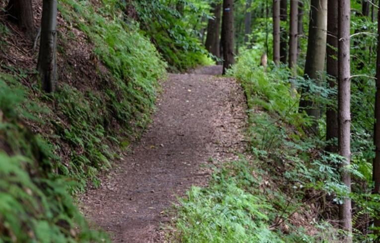trail in forest