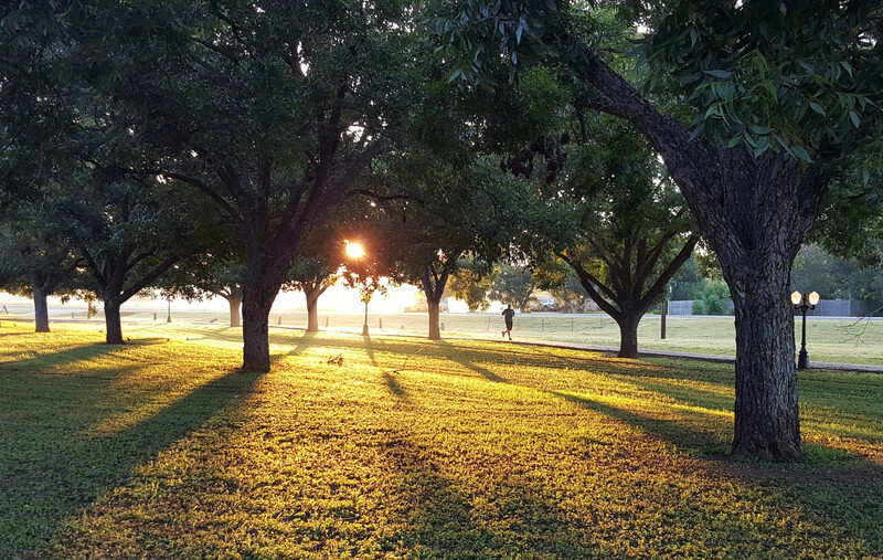 trees in a park