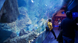 awesome view at aquarium