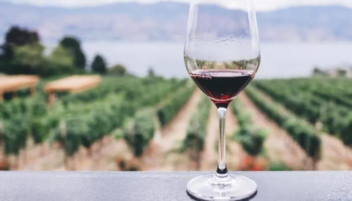 vineyard