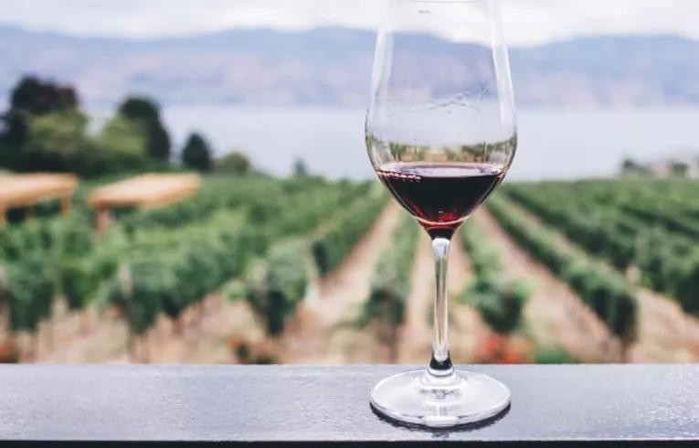 wine glass at a vineyard