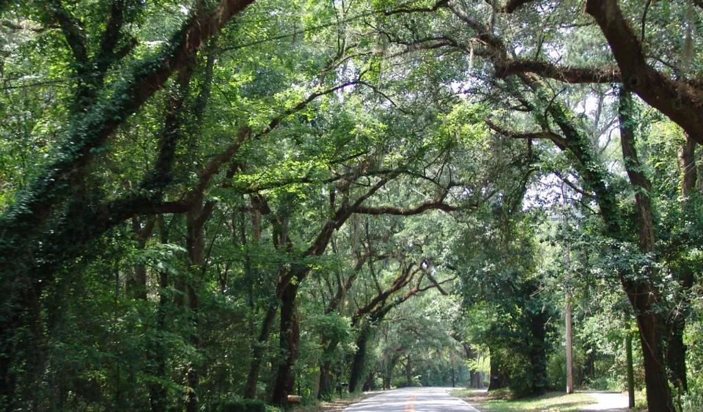 Canopy Roads