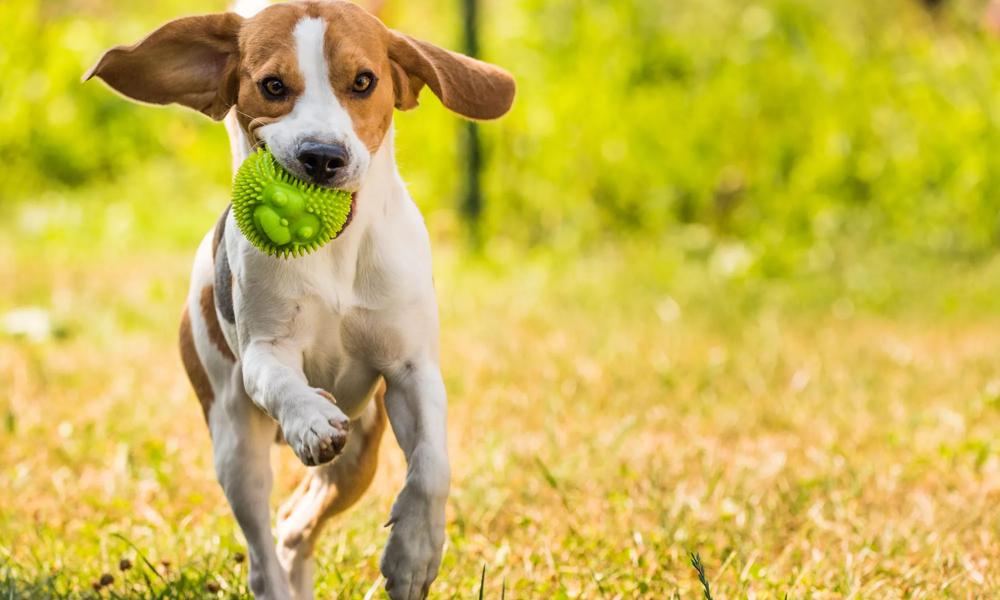 dog playing with ball