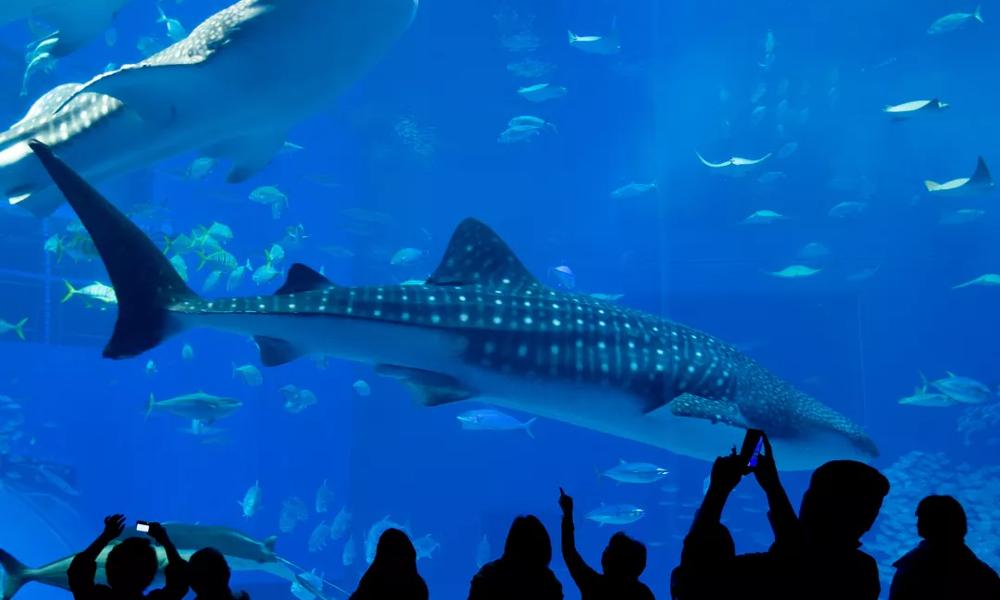 georgia aquarium