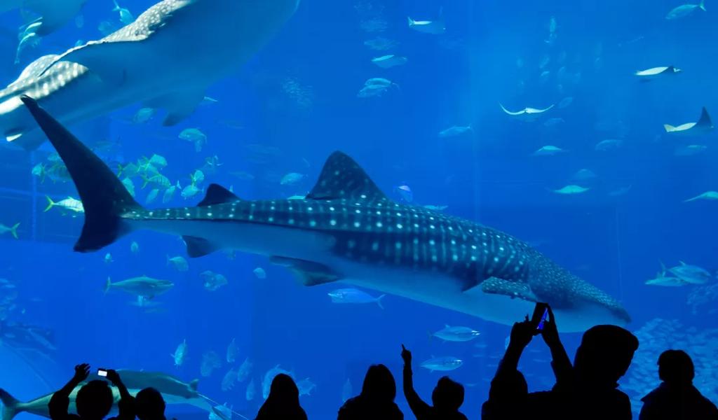 georgia aquarium