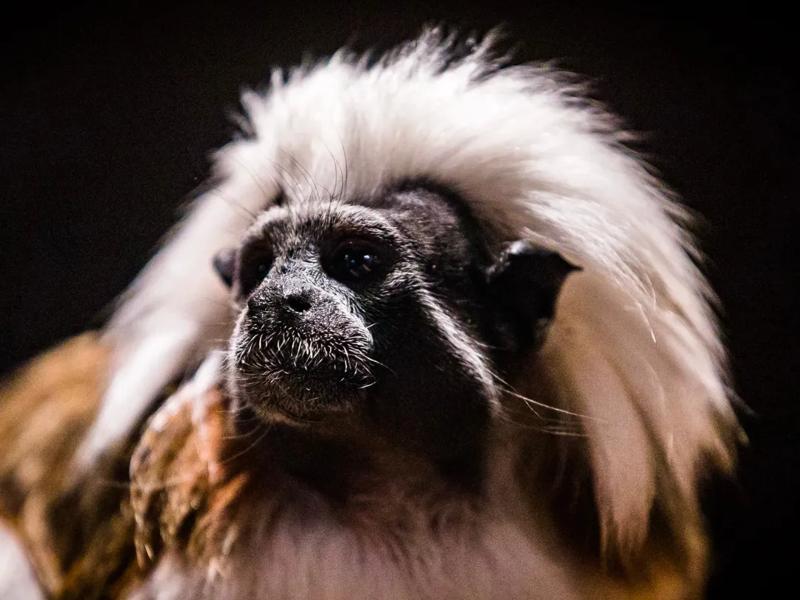 animal at chattanooga zoo