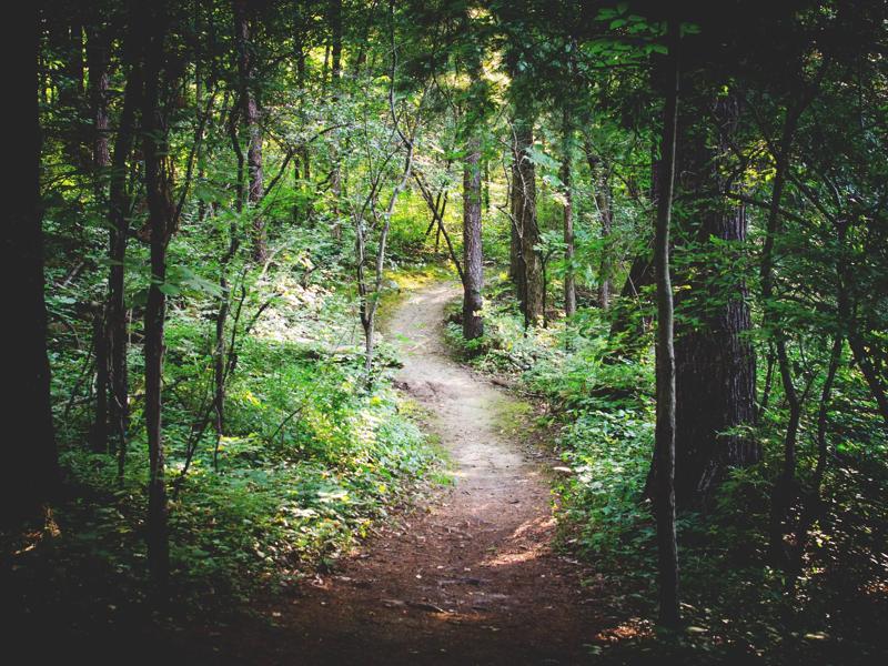 trail in woods