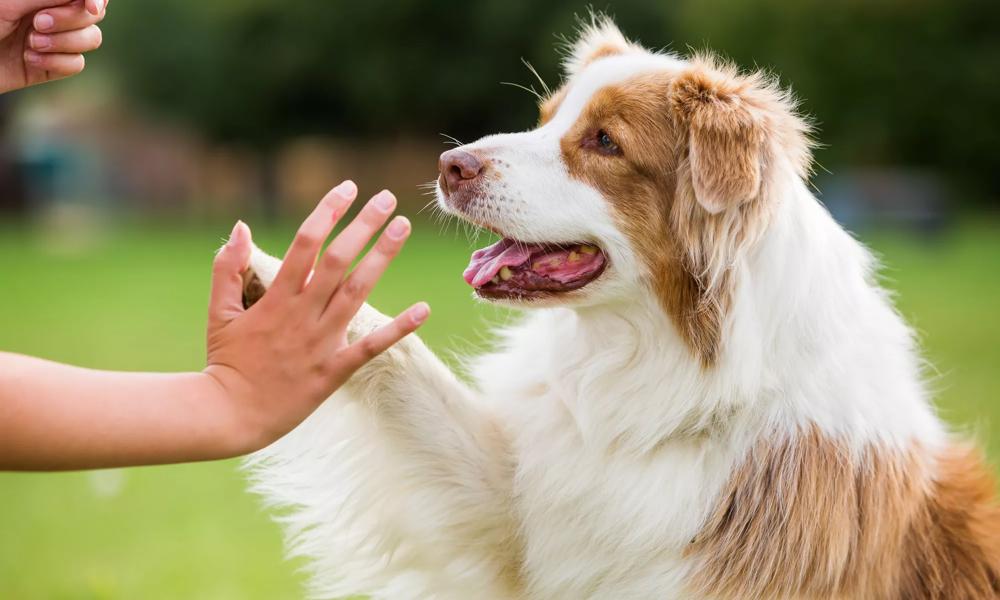 dog high fiving owner