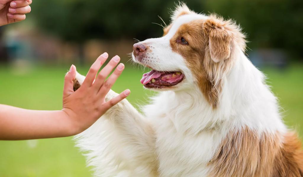 dog high five