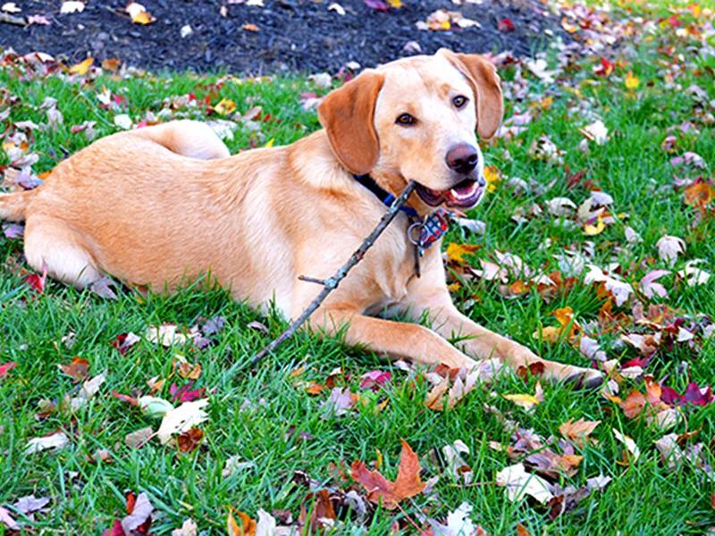 Dog on a leash