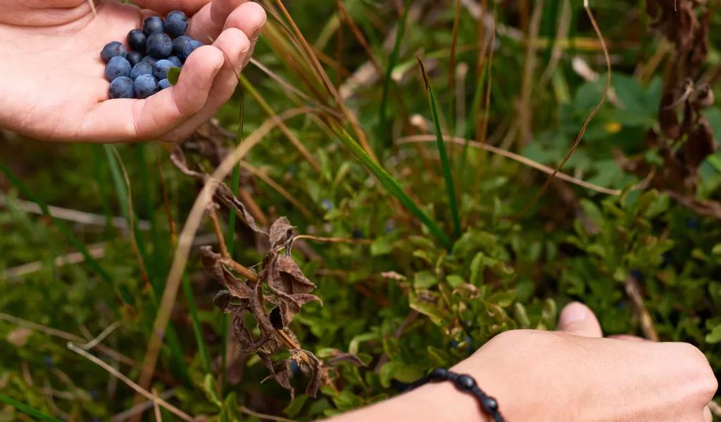 picking berries