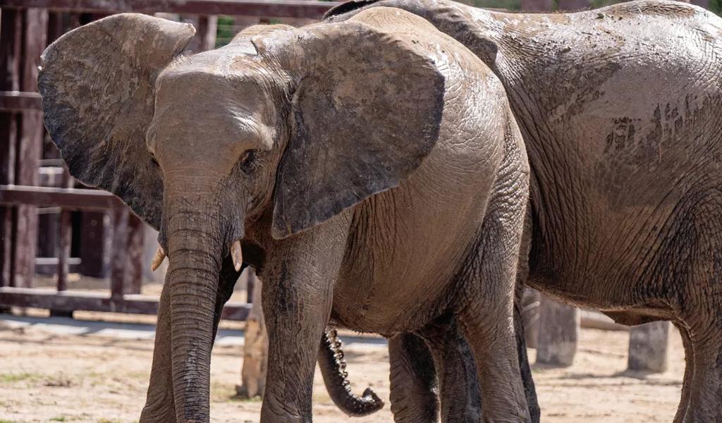 elephants at zoo