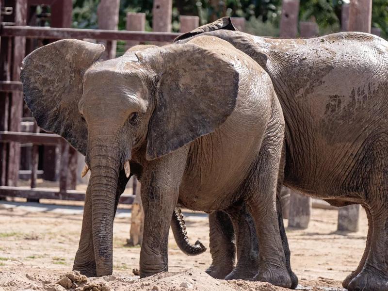 elephants at zoo