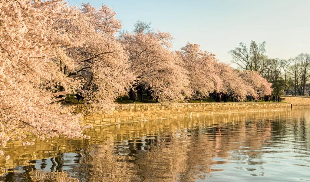 National Cherry Blossom Festival