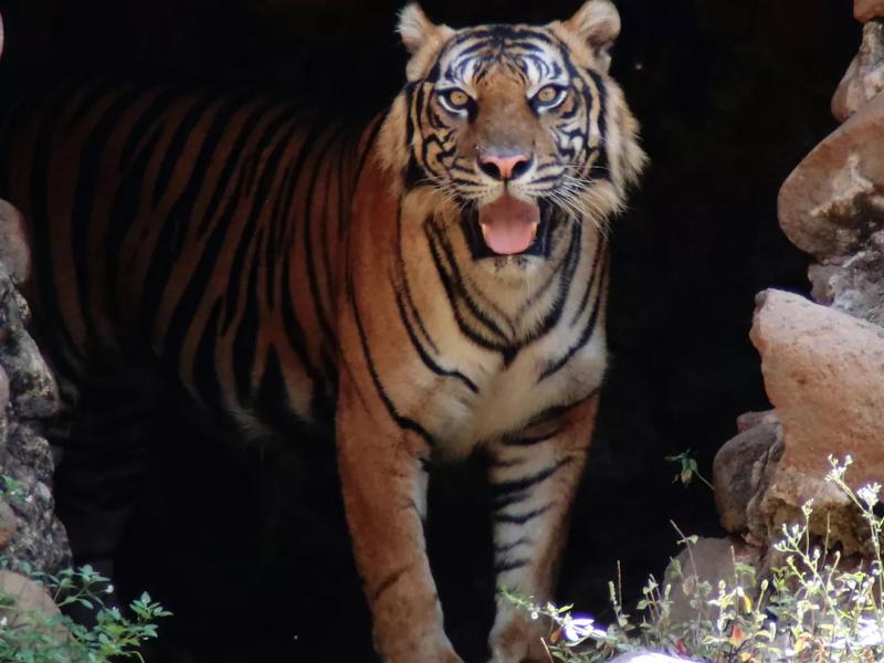 tiger at zoo