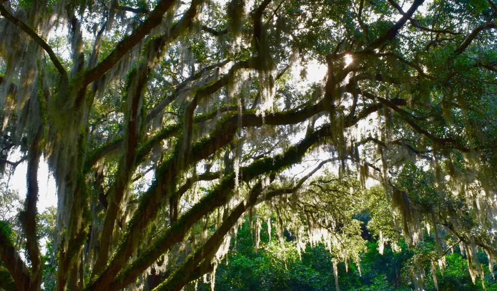 Fort Caroline National Memorial