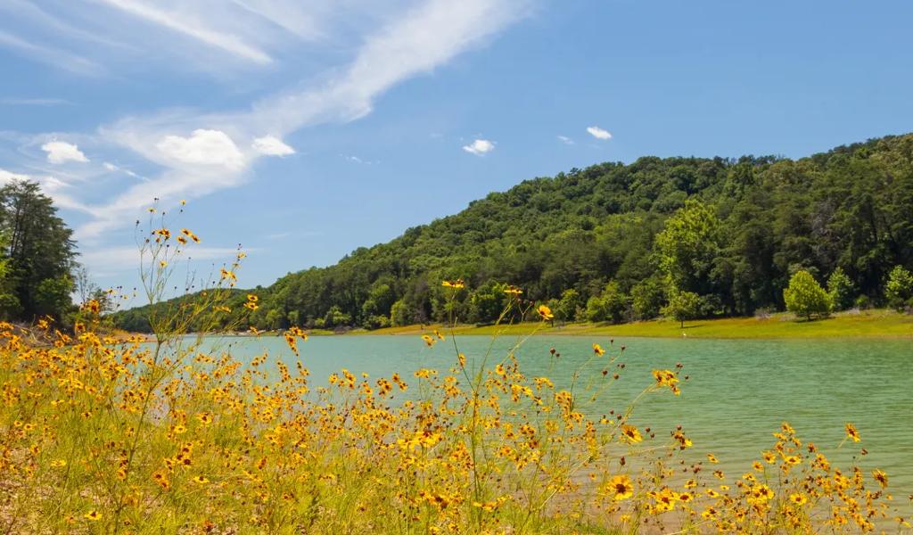 Lake with wildflowers