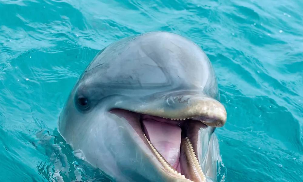 dolphin