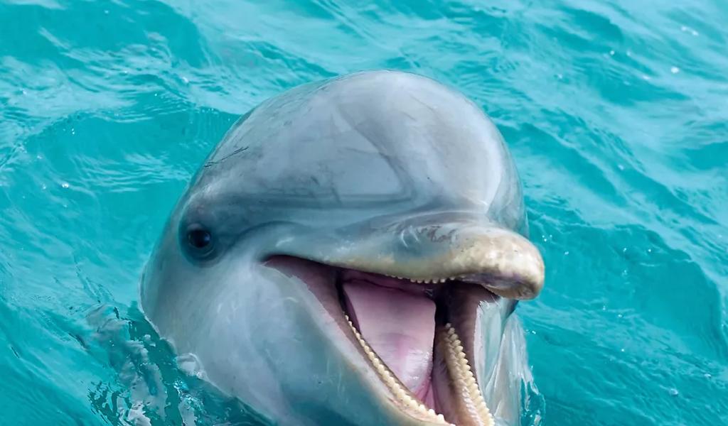 dolphin