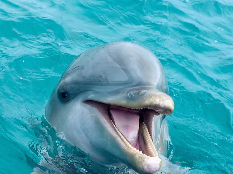 dolphin