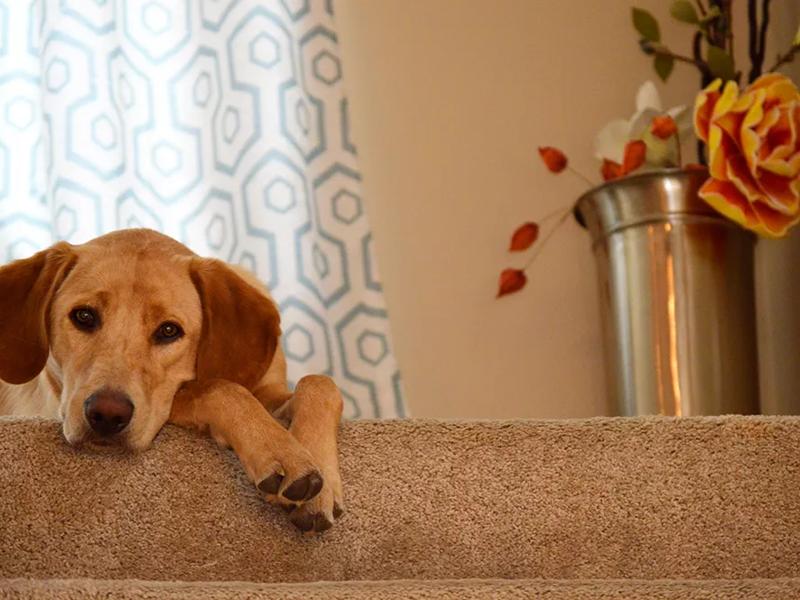 puppy on stairs