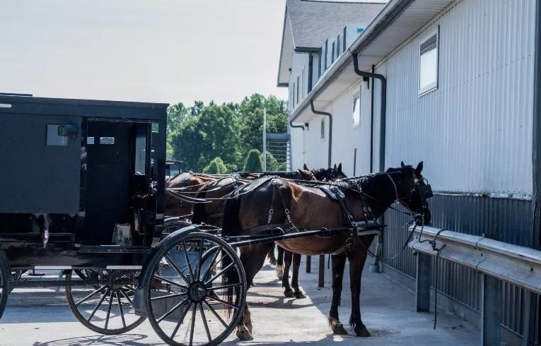 horse and buggy