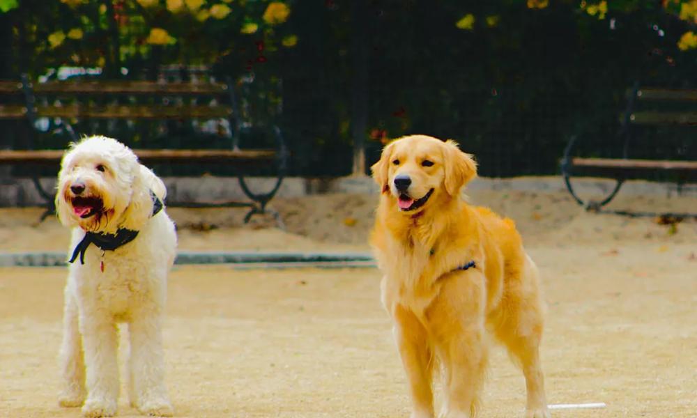 dogs at dog park