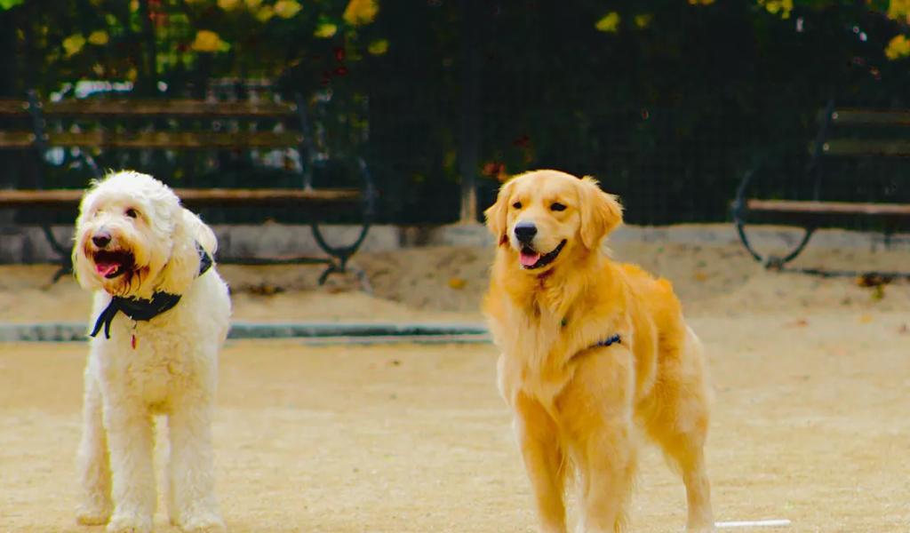 dogs at dog park