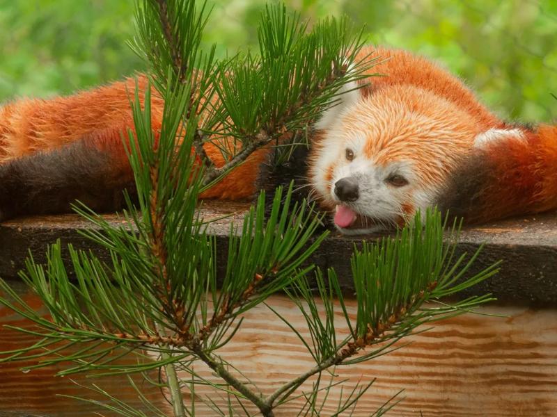 Cleveland Metroparks Zoo