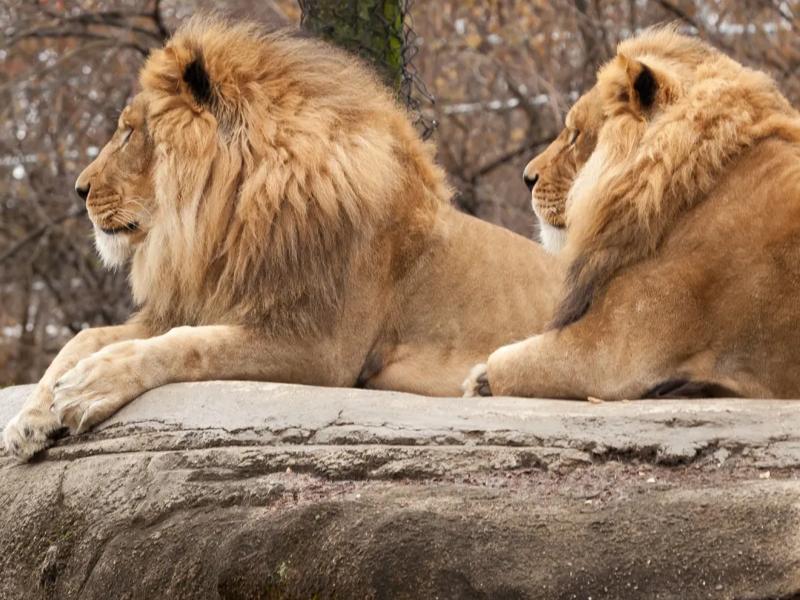 Lions at Pittsburgh zoo