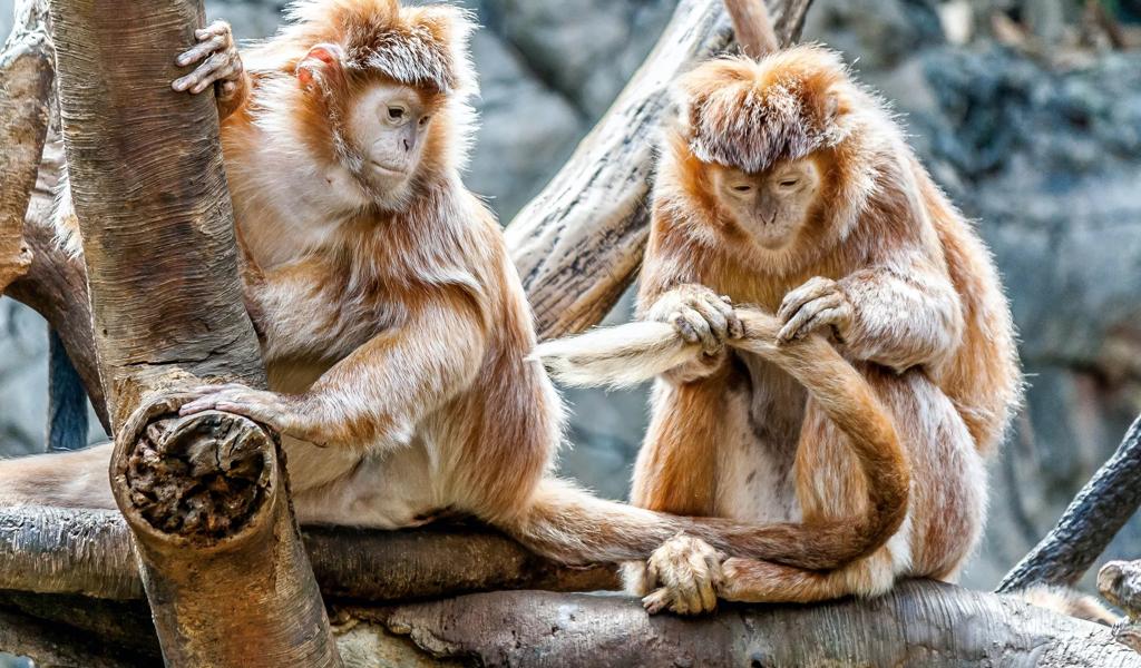 monkeys at zoo