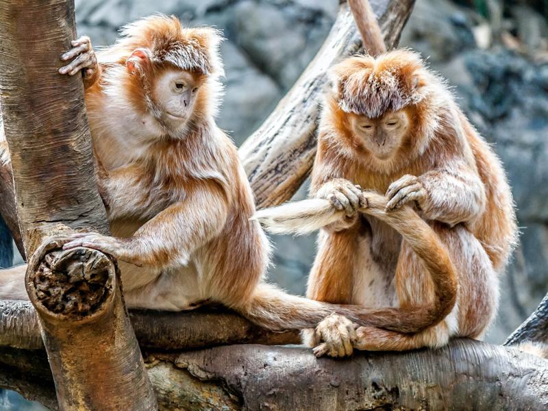 monkeys at a zoo