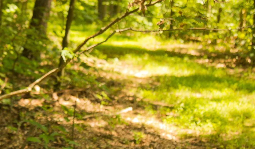 Sunlit forest trail