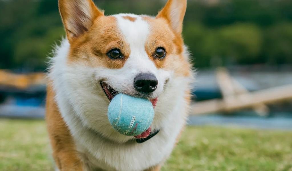 Corgi running on grass carrying a blue ball in its mouth with a blurred city skyline behind