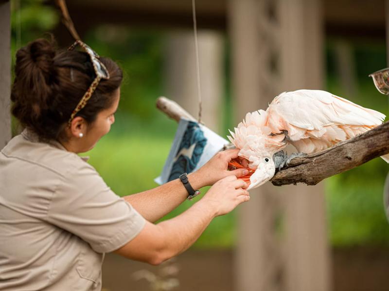 zoo worker and parrot