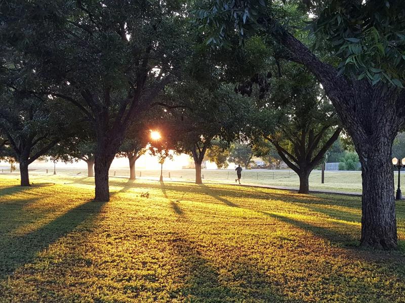 trees in a park