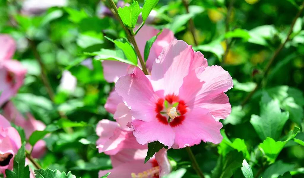 Pink hibiscus flowers blooming