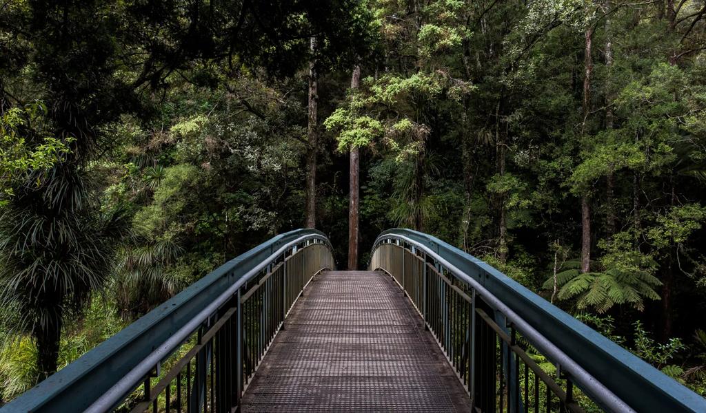 bridge through trees