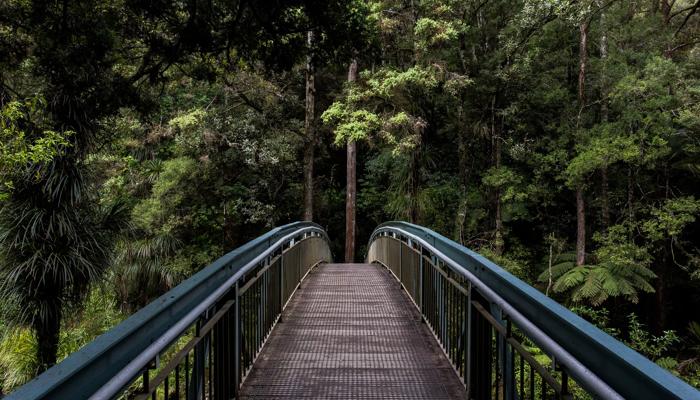 bridge in woods