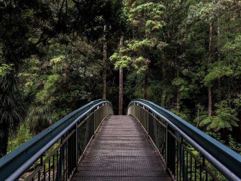 bridge in woods