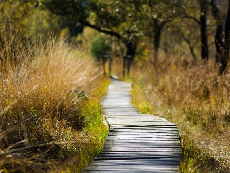 park trail