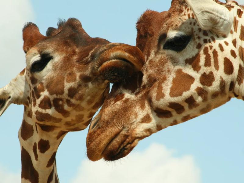 giraffes at a zoo