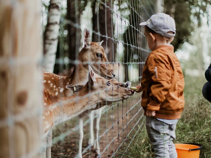 boy at petting zoo