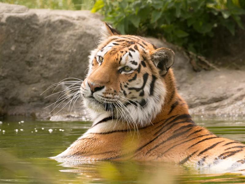 tiger at zoo