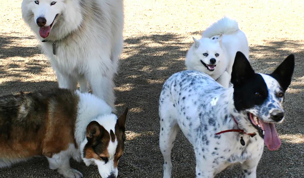 Group of playful dogs