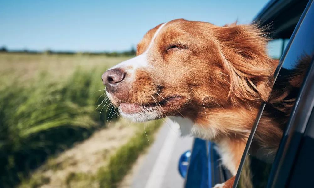 Traveling With Pets