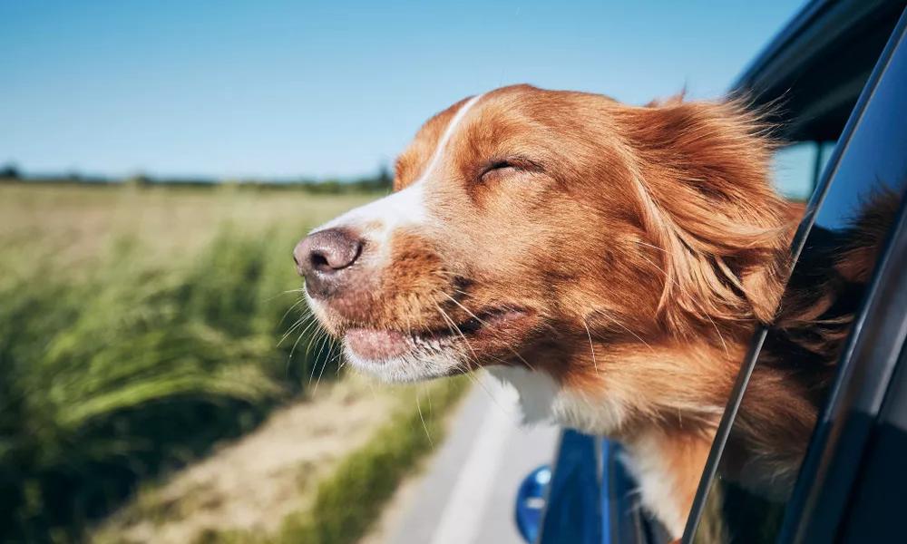 Dog in car